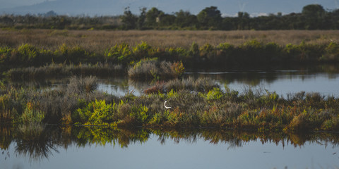 Stelzenl&auml;ufer im Naturpark Mallorca