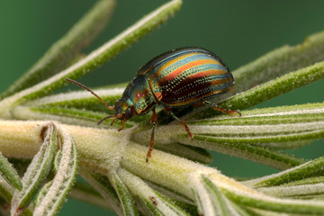 Rosemary beetle (Scientific name: Chrysolina americana)