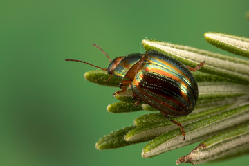 Rosemary beetle (Scientific name: Chrysolina americana)