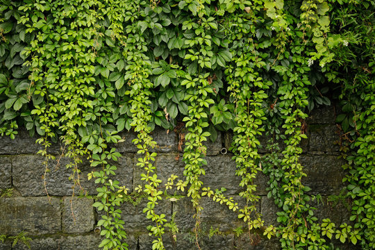 green ivy on the wall