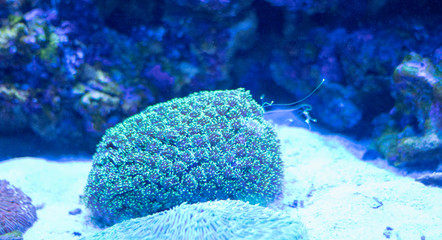 beautiful aquarium fish for the screen saver