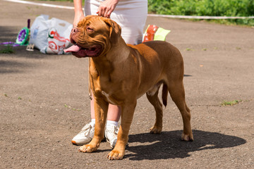 Dogue de Bordeaux at the show