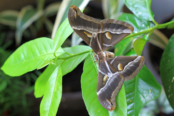 Butterfly Samia cynthia closeup