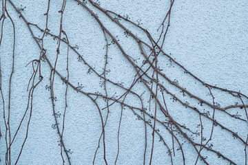 Branches of deciduous ivy on a turquoise wall with decorative plaster in winter - 252316972