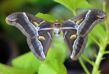 Butterfly Samia cynthia closeup