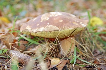 white mushroom in the grass forest nature green green grass brown hat summer warm