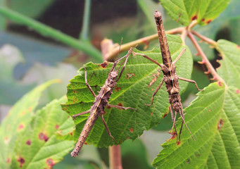 Rodents insect Tisamenus sp. 