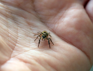 Little spider on the palm