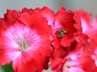 Little spider on a pink flower