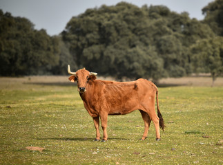 toros en el campo