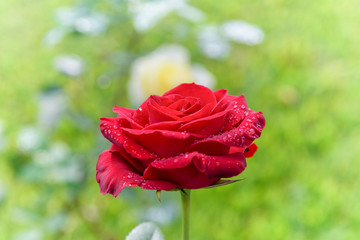 Beautiful nature of the flower garden, close-up red rose blooming on the branch under the bright sunlight and the green garden is the background