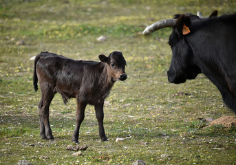 toro en españa