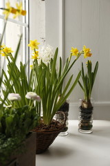 Spring flowers, yellow daffodils and daisies on the window. Hello March, April, May.