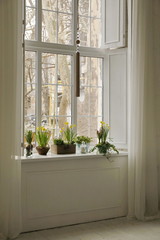 Spring flowers, yellow daffodils and daisies on the window. Hello March, April, May.
