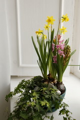 Spring flowers, yellow daffodils and daisies on the window. Hello March, April, May.