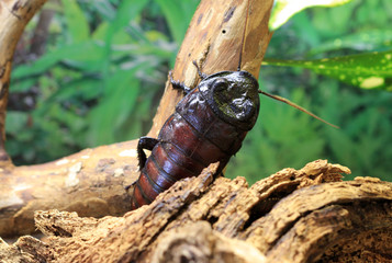 Cockroach Gromphadorhina portentosa close-up