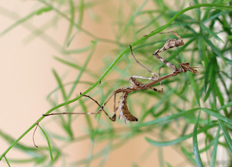 Nymph mantis Empusa fasciata closeup