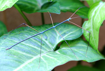 Stick insect Ramulus nematodes 