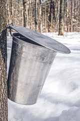 Metal bucket on a tree collecting maple sap