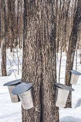 Maple syrup production season