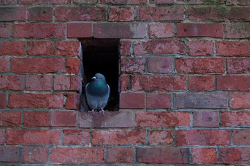 pigeon in the window