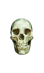 Skull