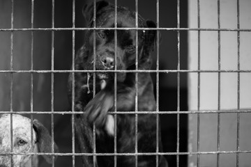 caged dog, with sad face