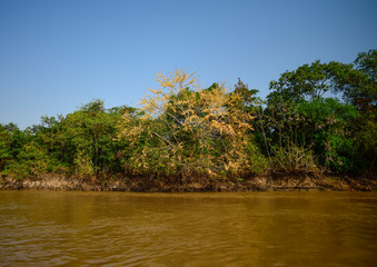 Jungle on the coast of the river,Pantanal, Brazil
