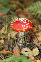 Red fly agaric mushroom or toadstool in the grass. Toxic mushroom. Summer forest scene. Ecotourism activity.