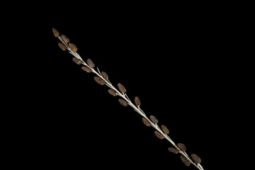 Fototapeta premium Lichen stick isolated