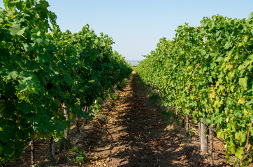 Fototapeta na wymiar Viticulture. Vineyards rows. Vines with drip irrigation.