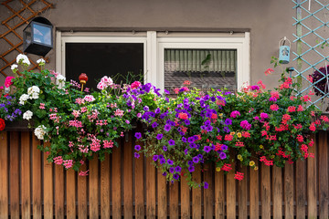 View of the balcony decorated with multicolored beautiful geraniums.
