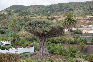 Fototapeta na wymiar Famous ancient dragon tree in Icod de los Vinos, Tenerife.
