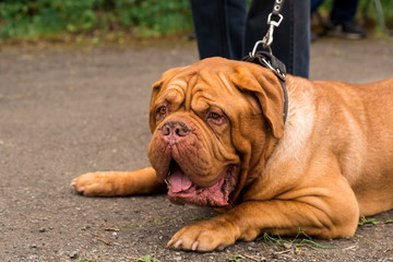 Dogue de Bordeaux at the show