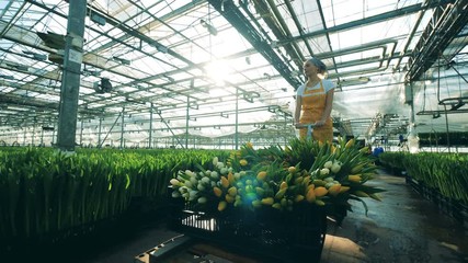 Greenery female employee is driving a trolley with tulips