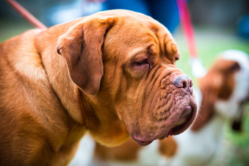Dogue de Bordeaux at the show