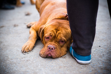 Dogue de Bordeaux at the show