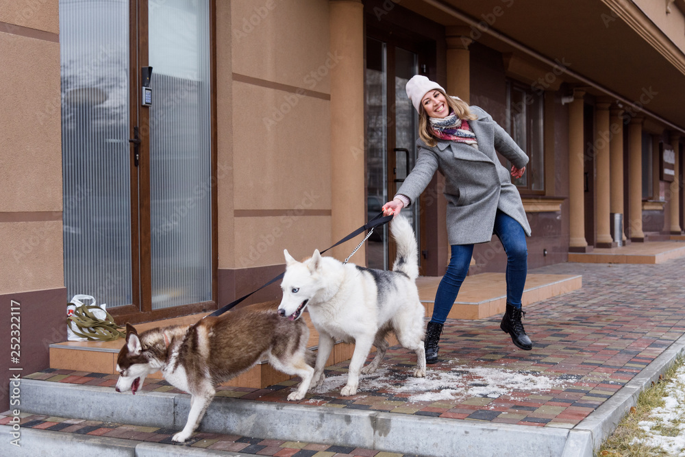 Wall mural Woman having troubles holding two excited husky dogs on a leash. Naughty dogs pulling on leash. Training dogs problems concept. Copy space