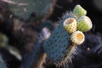 Detail of maturing opuntia fruits, shallow depth of field, copy space