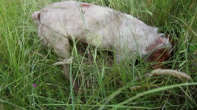 Perro de Caza Husmeando y Ara&ntilde;ando la Tierra 