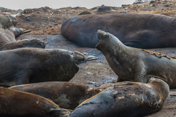  Elephant seal, Hannah Point, Antartic peninsula.