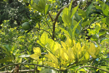 Orange citrus trees orchard heavily  infected with huanglongbing  HLB yellow dragon or citrus greening plague deadly disease  caused by candidatus liberibacter bacteria