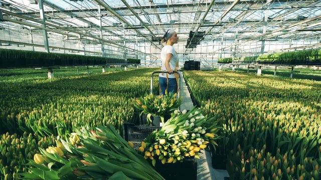 Blossoming tulips are being driven through the warmhouse by a lady