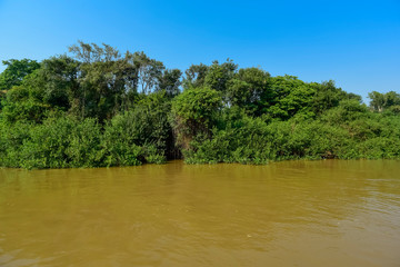 Fototapeta premium Pantanal forest ecosystem, Mato Grosso, Brazil