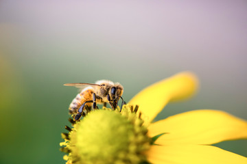 Fuzzy honeybee on bright yellow flower