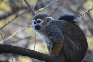 Zoo Monkey
