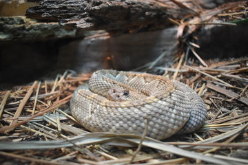 Zoo Snake