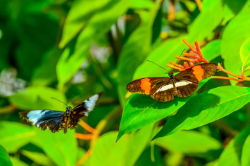Closeup   beautiful butterfly sitting on flower.