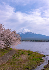 Close-up snow covered Mount Fuji ( Mt. Fuji ) with blue sky background in pink sakura cherry blossoms springtime sunny day. Lake Kawaguchiko, Town Fujikawaguchiko, Yamanashi Prefecture, Japan