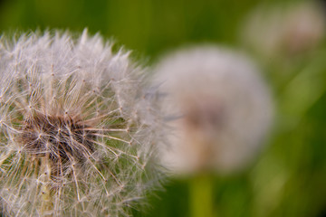 blowball on meadow countryside